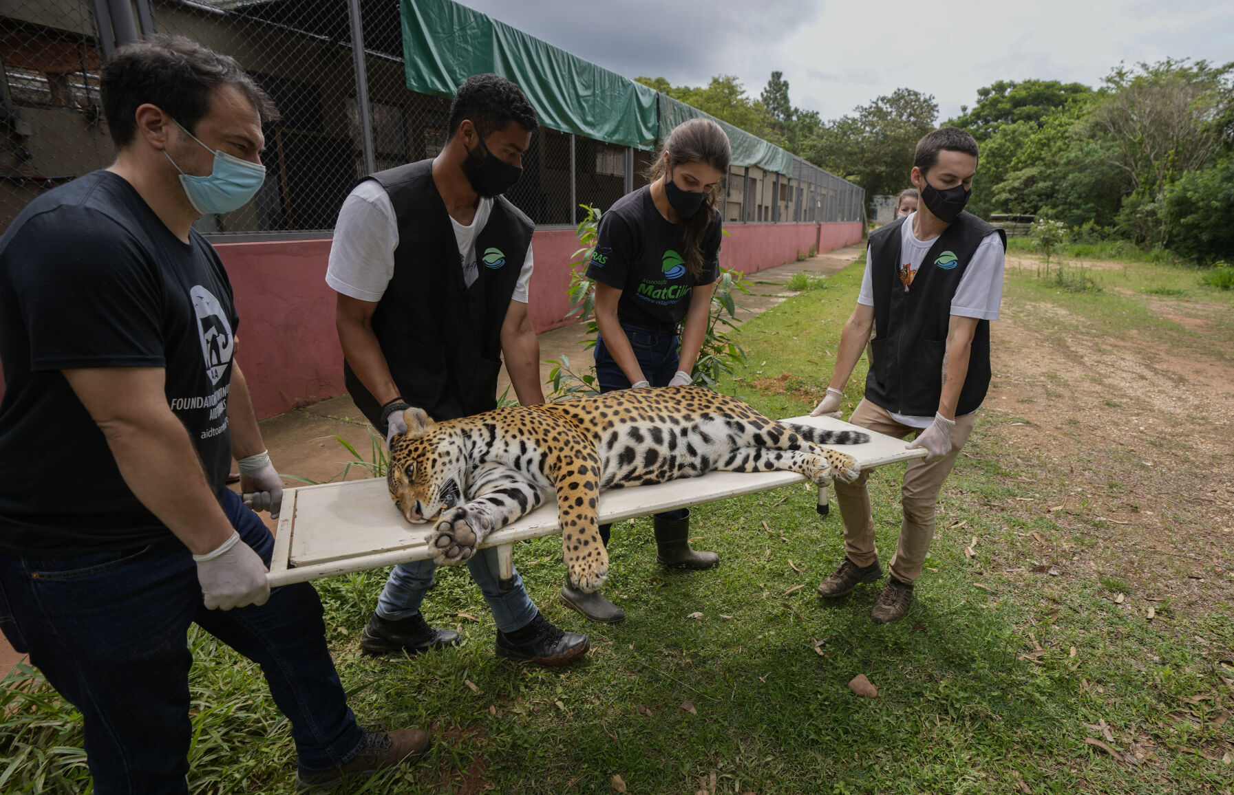 APTOPIX Brazil Jaguar Breeding